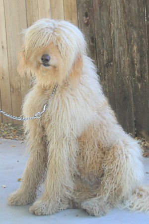  A Labradoodle that is bathed and groomed each month.