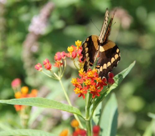 Giant Swallowtail nectaring on Mexican Butterfly Weed, August, 2013