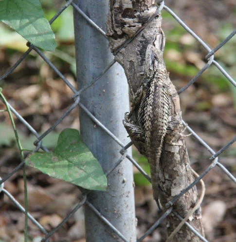 Look closely or you will miss the lizard. The Texas Spiny Lizard in this photo blends perfectly on this small decaying tree sapling.  
