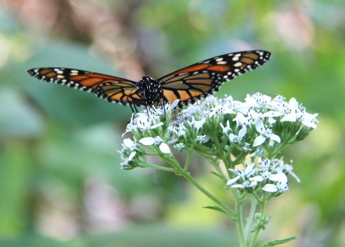Monarch, nectaring on Frostweed, October, 2011