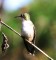 Central Texas Hummingbird in the fall