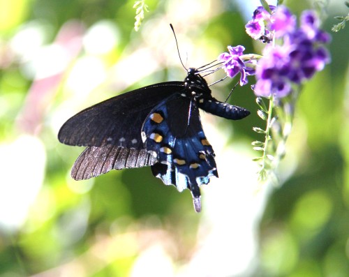 Pipevine Swallowtail nectaring on Skyflower (duranta). Photographed Sept. 24, 2013
