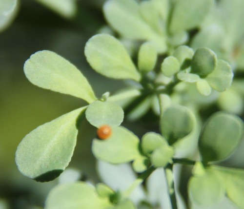 Butterfly egg of the Black Swallowtail on Common Rue,  A 2013 photo.