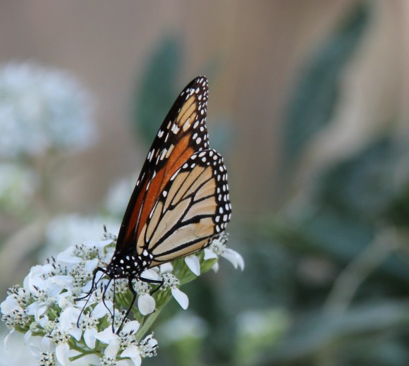 Monarch nectaring on native Frostweed