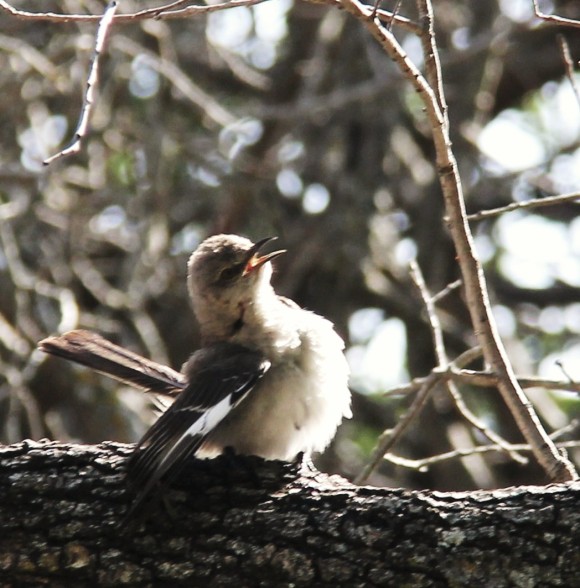 Mockingbird, immature. July, 2012. Same fledgling. Different pose. 