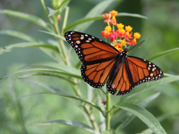 Monarch reallyt likes Mexican Butterfly Weed. Most of them favored this plant to the native Frostweed in my yard.